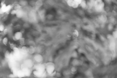 nebulous autumn leaves of oak tree with nobody, autumn.