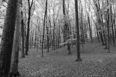 Sonbahar ormanının Eylül doğası. Sonbahar mevsiminde orman doğası. Sonbahar ormanlarında mevsimlik doğa ve sarı ağaçlar.