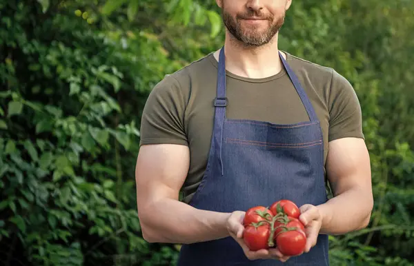 stock image cropped view of man harbester with tomato bunch.