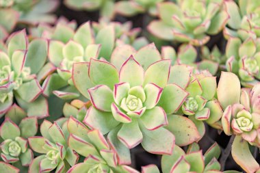 Rosette kaktüs arka planında ortak ev yapımı sulu yapraklar.