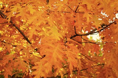 october oak fall leaves on branch. oak fall leaves. fall season with oak leaves.