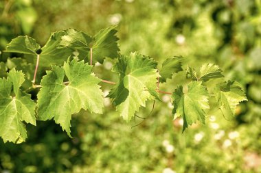 Taze yeşil yapraklı asma dalları bulanık doğada.