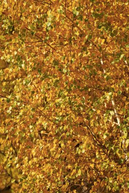 autumn season background of tree with fall yellow leaves.
