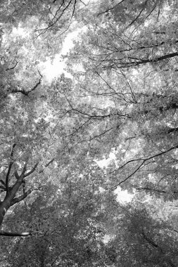 Sonbahar ormanlarının düşük manzarası. Sonbahar mevsiminde orman doğası. Sonbahar ormanlarında mevsimlik doğa.