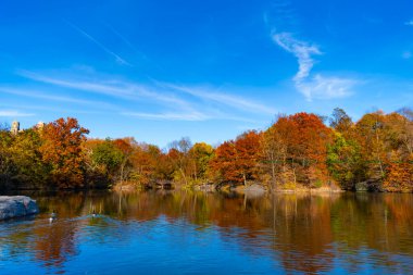New York sonbaharı. Sonbahar doğa manzarası. Central Park 'ta sonbahar doğası. Mevsimlik sonbahar manzarası. Sonbahar ağacını ve göleti New York 'a park et. Manzaralı düşüş. Sonbaharda Central Park 'ta. Göletli sonbahar manzarası