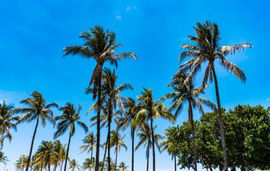 Palmiye ağacıyla tropik bir açık hava sahnesi. Tropik yaz tatili. Egzotik doğa. Palmiye ağacı. Miami, Florida 'da yaz tatili. Kaliforniya palmiyesi. Miami 'de tropik bir sahil. Uzun avuçlar.