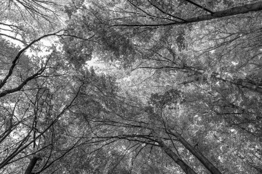 Sonbahar ormanlarının düşük görünümü. Sonbahar mevsiminde orman doğası. Sonbahar ormanlarında hiç kimse olmadan mevsimlik doğa.