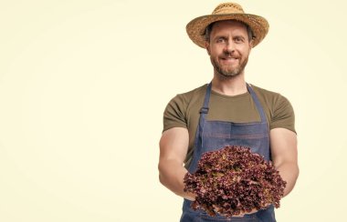 Önlüklü ve şapkalı manav, beyaz üzerinde marul sebzesi olan. Boşluğu kopyala.