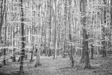 Yaprakları olan güneşli bir orman. Sonbahar doğası. Sarı yapraklı mevsimlik ağaçlar. Doğal güzellik. Sonbahar mevsimi.