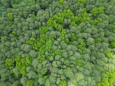 Doğal ormandaki yeşil ağaçlı yaz manzarası manzaralı üst hava manzaralı yağmur ormanları ekosistemi ve sağlıklı çevre arka planı.