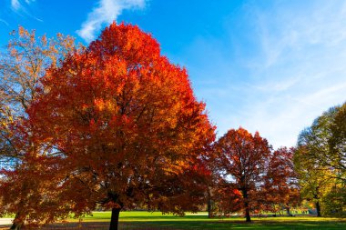 Central Park 'ta sonbahar ağacı. Sonbahar doğa manzarası. Mevsimlik sonbahar manzarası. Park doğası. Sonbahar manzarası. Doğada sonbahar yaprakları olan ağaç. Sonbahar ormanı ya da sonbahar mevsiminde park. Sonbahar yeşilliği.
