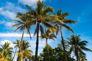 Egzotik doğa. Palmiye ağacı. Miami güney sahilinde yaz tatili. Kaliforniya palmiyesi. Miami 'de tropik bir sahil. Palmiye ağacıyla tropik bir açık hava sahnesi. Tropik yaz tatili. Doğal cennet.
