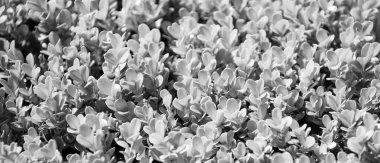 Portekiz afra domuz kılından yeşil yapraklı sulu bitki.