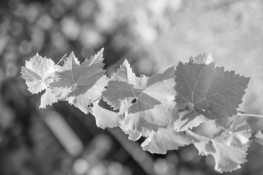 Vitis vinifera yeşil yaprakları, bulanık, güneşli doğada, üzüm dalında..