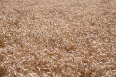 Çiftçilik. Ekin tarlası. Tohum olgunlaşmış doğa arka planı. Altın mahsul ve buğday kulağı. Yazın çavdar tarlası olan tarım arazisi. Tarım buğday tarlası. Bir tarım çiftliğinde tarla. Erken hasat.