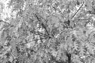 Sonbahar meşesi yaprakları dalın üzerine düşer. Meşe yaprakları. Sonbahar mevsimi meşe yapraklarıyla.