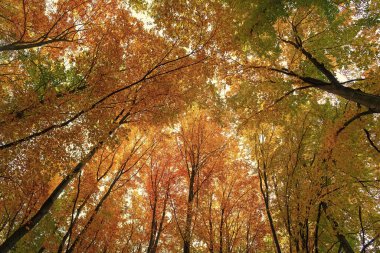 top view of autumn leaves on tree background, nature.