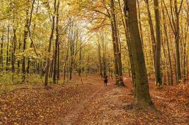 autumn trees nature with yellow leaves in the forest.