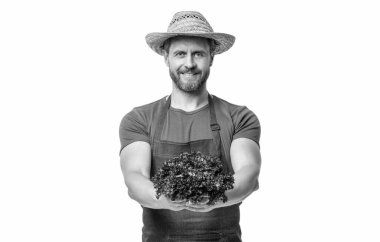 Önlüklü ve şapkalı manav. Beyaz üzerinde marul sebzeli..