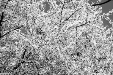 Baharda çiçek açan sakura ağacının beyaz çiçekleri. doğa arkaplanı.