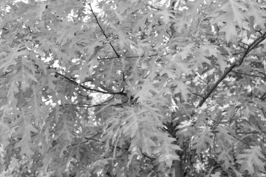 Kasım meşesi dala yapraklar döküyor. Meşe yaprakları. Sonbahar mevsimi meşe yapraklarıyla.