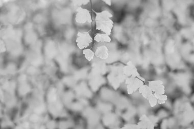 Sarı sonbahar yaprakları dalları. Sarı sonbahar yapraklarının seçici odağı. Sarı yapraklı sonbahar mevsimi.