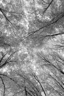 Eylül ayı sonbahar ormanlarının düşük manzarası. Sonbahar mevsiminde orman doğası. Sonbahar ormanlarında mevsimlik doğa.