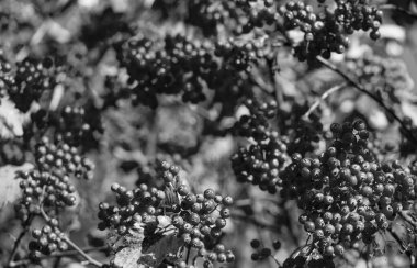 Sonbahar kızıl sonbahar rowan dalı. Red Fall Rowan 'ın seçici odağı. Red Rowan ile sonbahar sezonu.