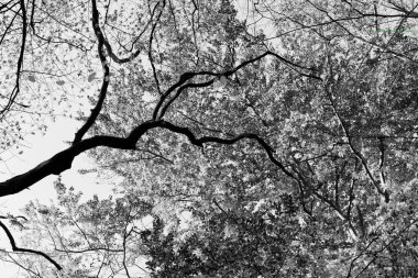 Düşen yapraklı dallar. Sonbahar yaprakları. Sonbahar mevsimi ormandaki yapraklarla.