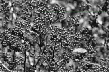 Kırmızı böğürtlen arkaplanlı rowan ağacı. Yakın çekim.