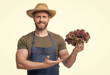 Önlüklü ve şapkalı manav. Beyaz üzerinde marul sebzesi sunuyor..