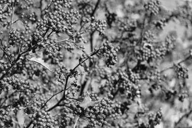 mevsimlik Red Autumn Rowan şubesi. Red Autumn Rowan 'ın seçici odağı. Red Rowan ile sonbahar sezonu.