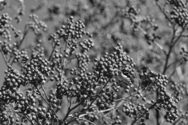 rowan tree with red berry plant background.