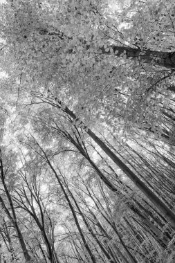 Sonbahar ormanlarının düşük görünümü. Sonbahar mevsiminde orman doğası. Sonbahar ormanlarında mevsimlik doğa.