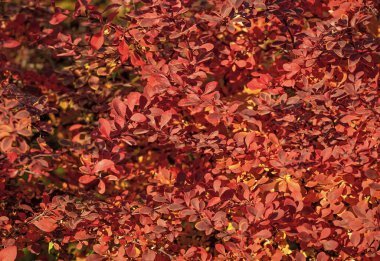 kırmızı sonbahar böğürtlenlerin doğal arkaplanını bırakır.