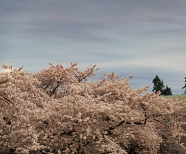 Sakura ağacı mavi gökyüzü arka planında fotokopi alanı ile çiçek açar.