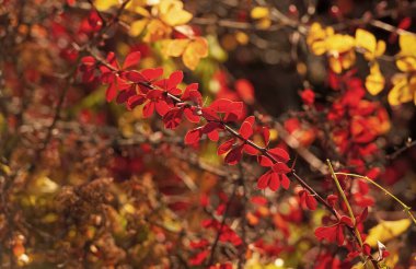 barberry plant bush with red leaves on branch in autumn. fall season.