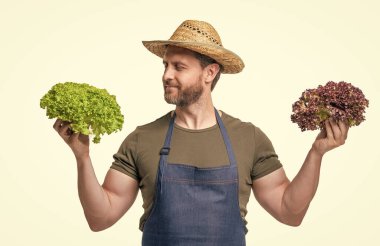 gardener in apron and hat with healthy lettuce vegetable isolated on white.