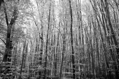 Ormanda sonbahar doğası, sarı ağaçlar, sonbahar..