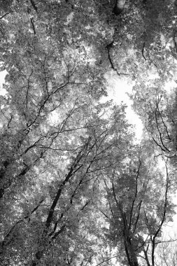 Sonbahar ormanlarının düşük görünümü. Sonbahar mevsiminde orman doğası. Sonbahar ormanlarında mevsimlik doğa.