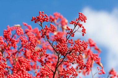 rowan tree with red berry bright background. clipart