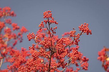 branch of rowanberry with berries on blue sky background.