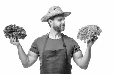 gardener in apron and hat with healthy lettuce vegetable isolated on white.