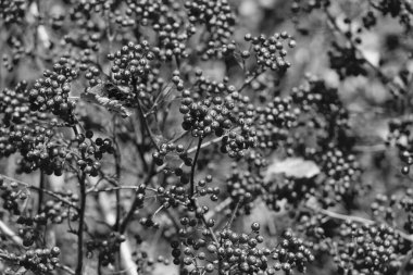 Kırmızı böğürtlen ağacının doğal güzelliği.