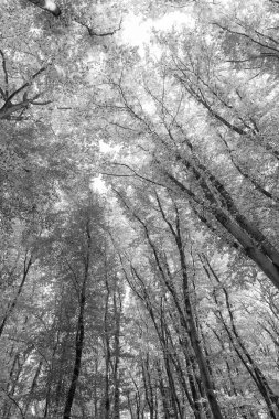 top view of natural beauty. fall season weather. yellow autumn leaf on natural background. beautiful autumn nature. deep forest with yellow leaves. seasonal tree branches backdrop.