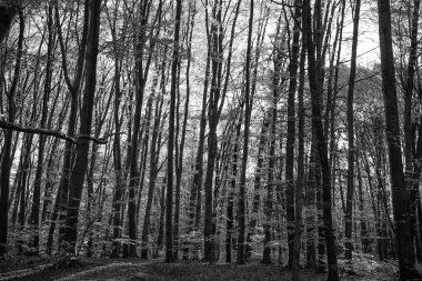 Sonbahar havası. Yaprakları olan güneşli bir orman. Sonbahar doğası. Sarı yapraklı mevsimlik ağaçlar. Güzel güneşli bir gün. Doğal güzellik.