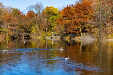 Sonbahar doğa ördeği. Mevsimlik sonbahar manzarası. Park sonbaharı. Sonbaharda Central Park 'ta. Göletteki ördekle sonbahar manzarası. Sonbahar doğa manzarası. Central Park 'ta güzel bir gölet. Kuş izleme noktaları.