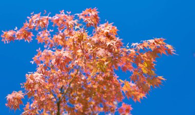 Sonbahar ağacı. Sonbahar sezonunda doğa. Sonbahar güneşli bir gün. Ağaçta mevsimlik yapraklar. Doğal sonbahar yaprakları. Doğanın sonbahar güzelliği. Sonbahar mevsimi doğası. Akçaağaç yaprakları dökülüyor.