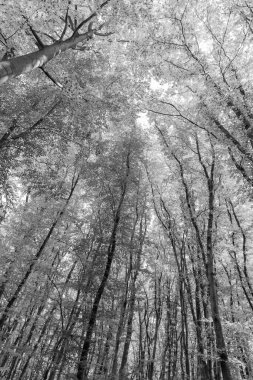 Sonbahar ormanlarının düşük görünümü. Sonbahar mevsiminde orman doğası. Sonbahar ormanlarında mevsimlik doğa.