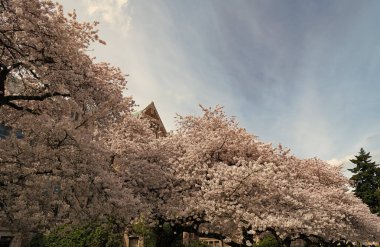 Sakura ağacı mavi arka plandaki evde çiçek açıyor..